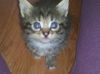 Geronimo the Kitten