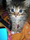 Geronimo the Kitten