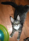 Geronimo the Kitten