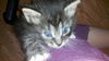 Jacob the Kitten