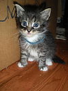 Jacob the Kitten