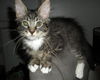 Jacob the Kitten