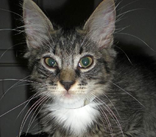 Jacob the Kitten