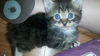 Forest the Kitten