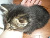 Forest the Kitten