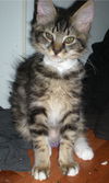Forest the Kitten