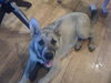 Akira the Akita