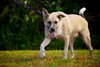 Akira the Akita