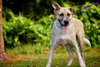 Akira the Akita