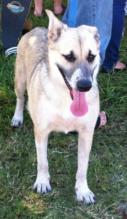 Akira the Akita