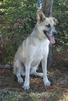 Akira the Akita