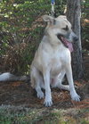 Akira the Akita