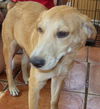 Darcey