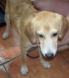 Darcey