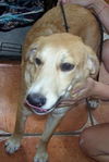 Darcey