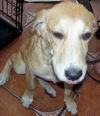 Darcey
