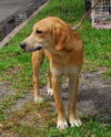 Darcey