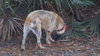Andy the Red Heeler