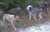 Andy the Red Heeler