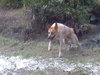 Andy the Red Heeler