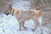 Andy the Red Heeler