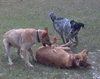 Andy the Red Heeler