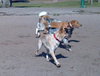 Andy the Red Heeler