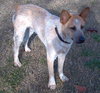 Andy the Red Heeler