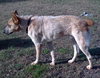 Andy the Red Heeler