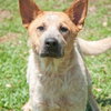 Andy the Red Heeler
