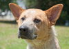 Andy the Red Heeler