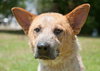 Andy the Red Heeler