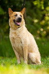 Andy the Red Heeler