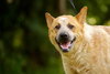 Andy the Red Heeler