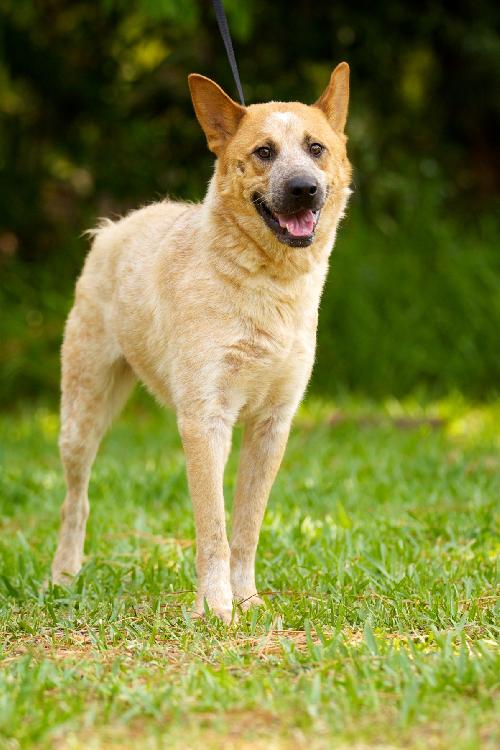 Andy the Red Heeler