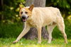Andy the Red Heeler