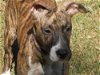Yahtzee the Terrier/Greyhound Mix