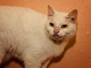 Clover the Declawed Gentleman