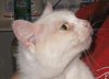Clover the Declawed Gentleman