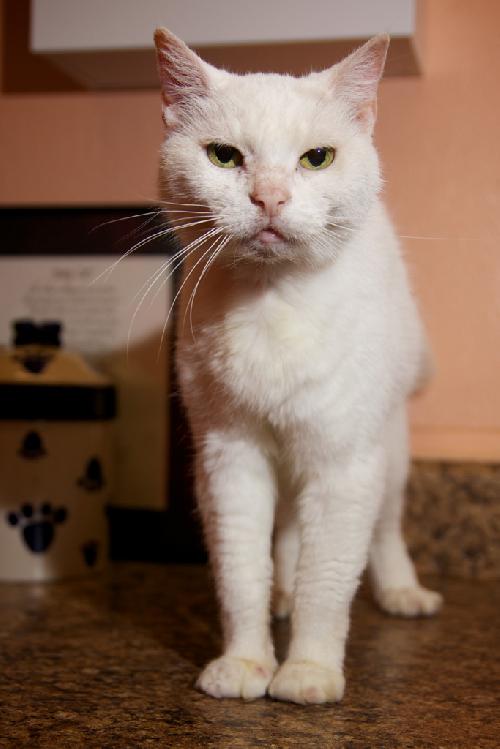 Clover the Declawed Gentleman