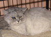 Fuzzums the Persian