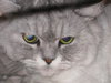 Fuzzums the Persian