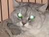 Fuzzums the Persian