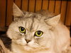 Fuzzums the Persian