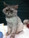 Fuzzums the Persian