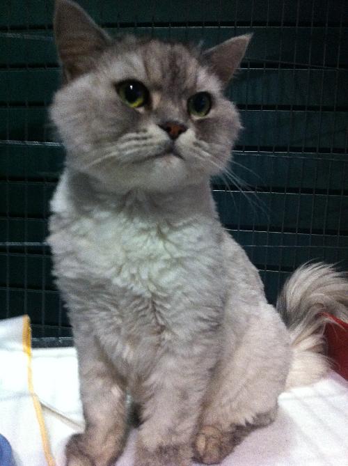 Fuzzums the Persian