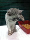 Fuzzums the Persian
