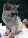 Fuzzums the Persian