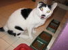 PeeWee DECLAWED
