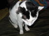 PeeWee DECLAWED